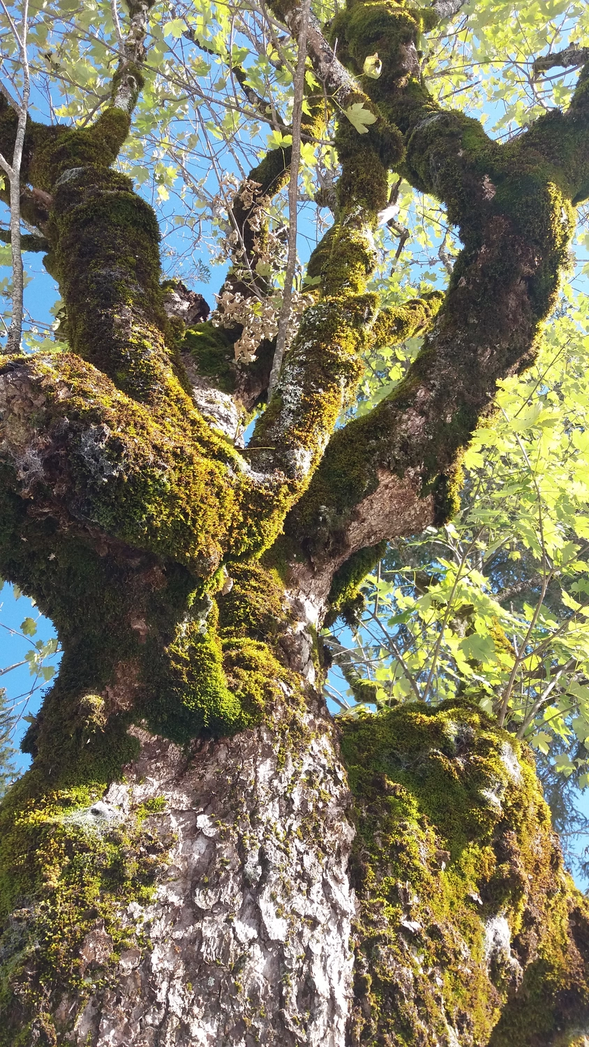 Naturcoach - Coaching - Baum